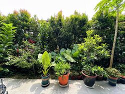 Alana (D28), Terrace #472213671